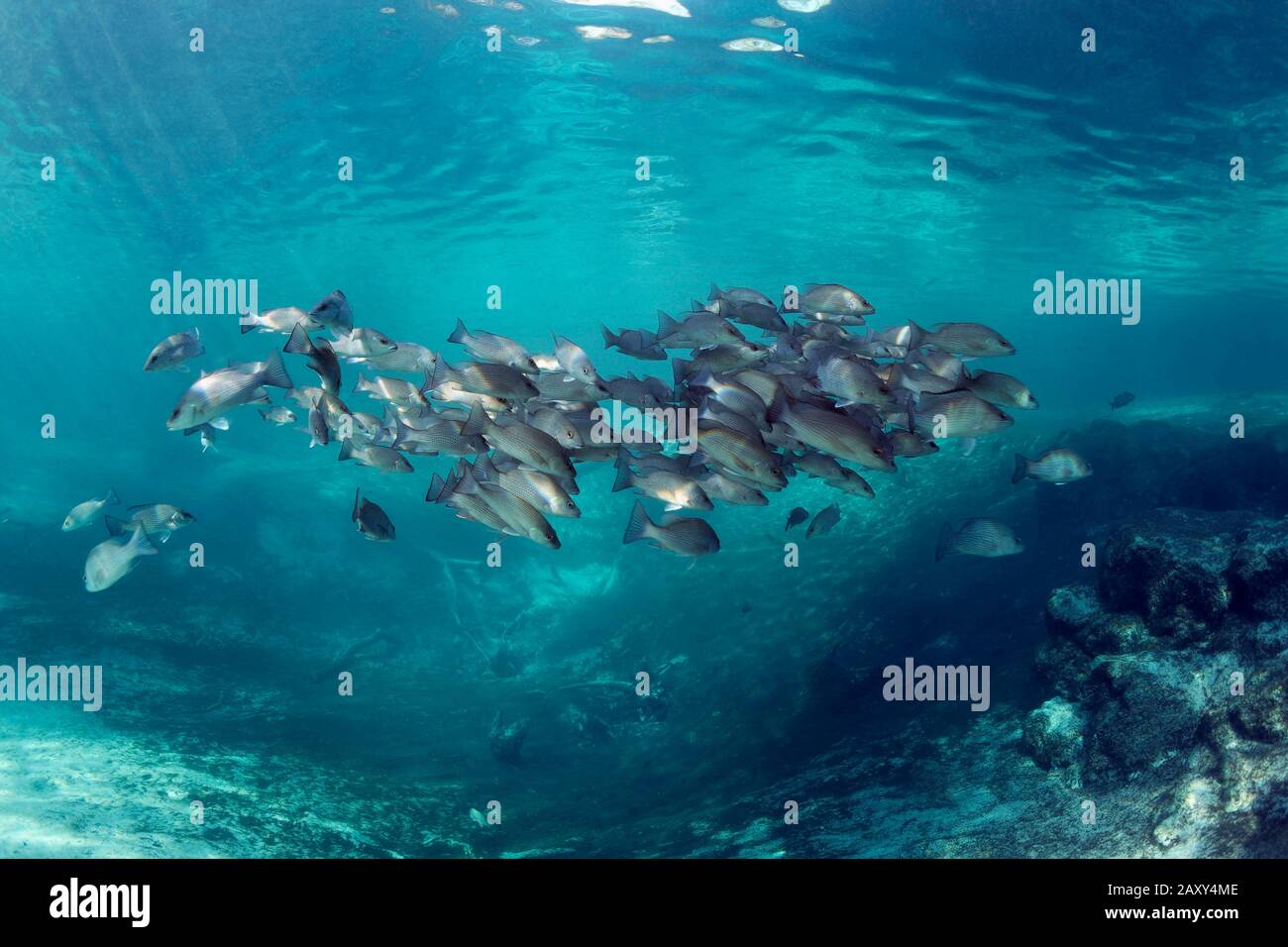 Schwarm von Mangrove-Schnapper (Lutjanus griseus), Three Sisters Springs, Manatee Sanctuaries, Crystal River, Florida, USA Stockfoto