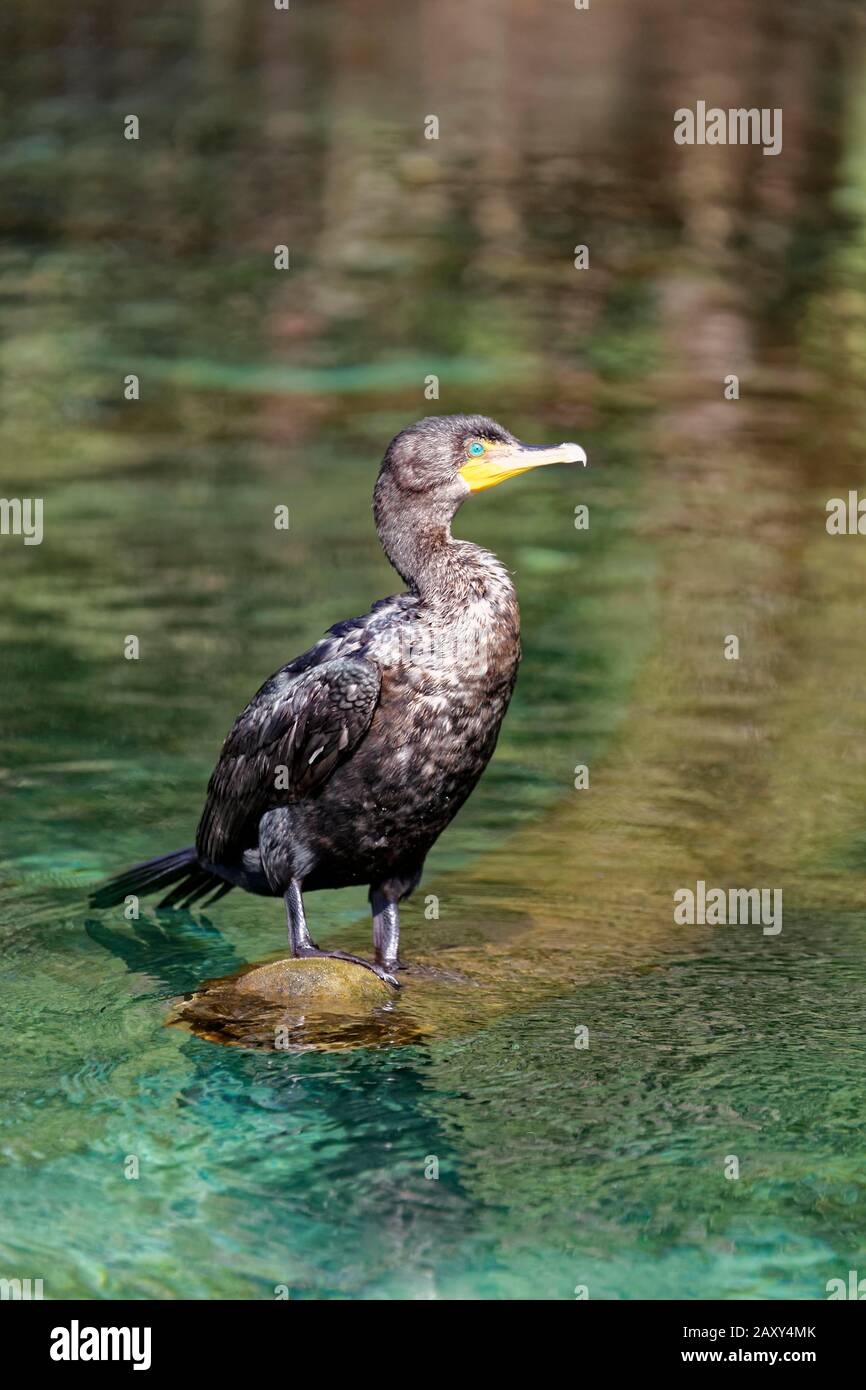 Doppelkrebige Kormoran (Phalacrocorax auritus), sitzend auf Baumstamm im Fluss, Rainbow River, Rainbow Springs State Park, Dunnelon, Florida Stockfoto