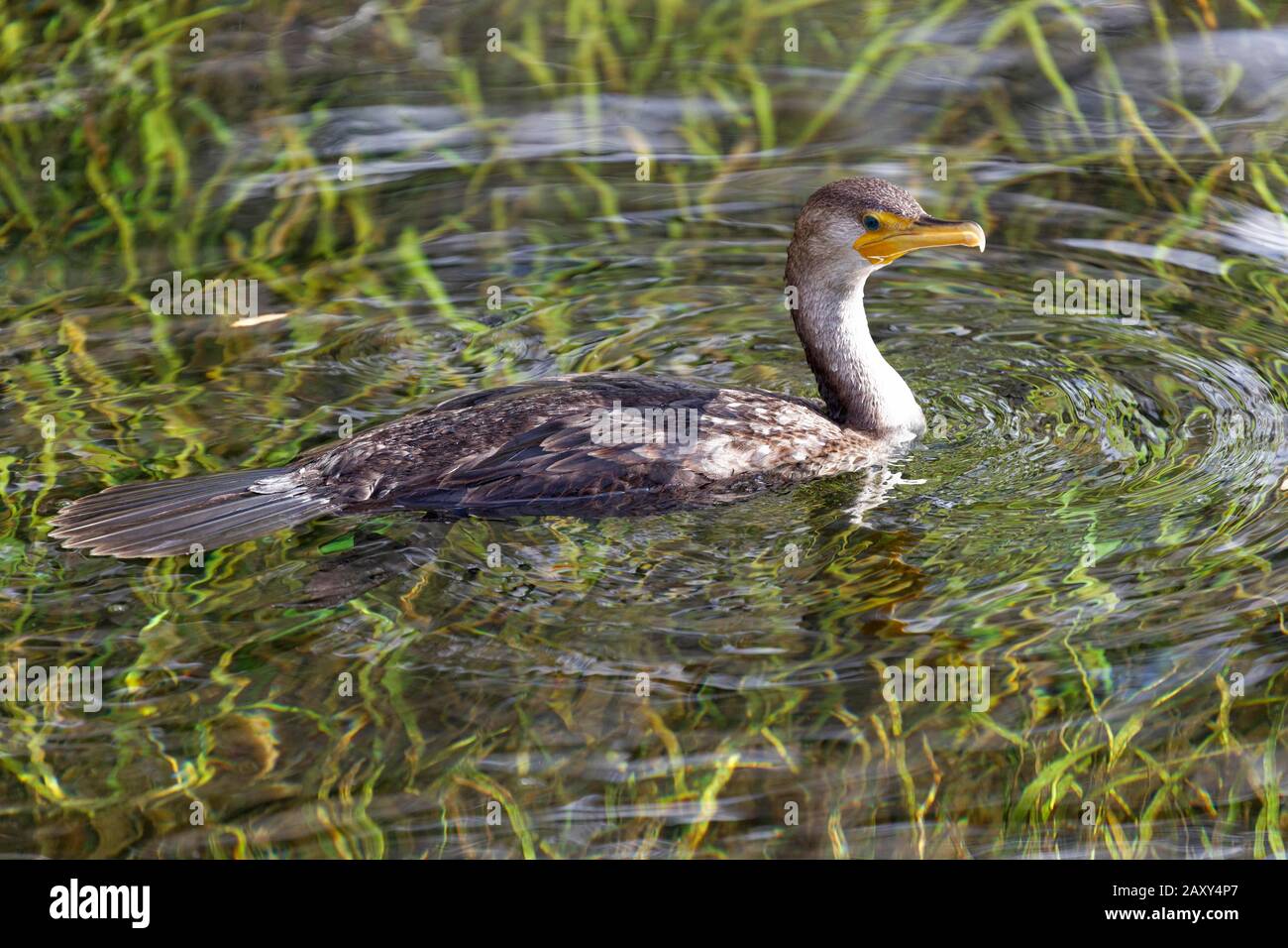 American Darter (Anhinga anhinga) Schwimmen, Rainbow River, Rainbow Springs State Park, Dunnelon, Florida, USA Stockfoto