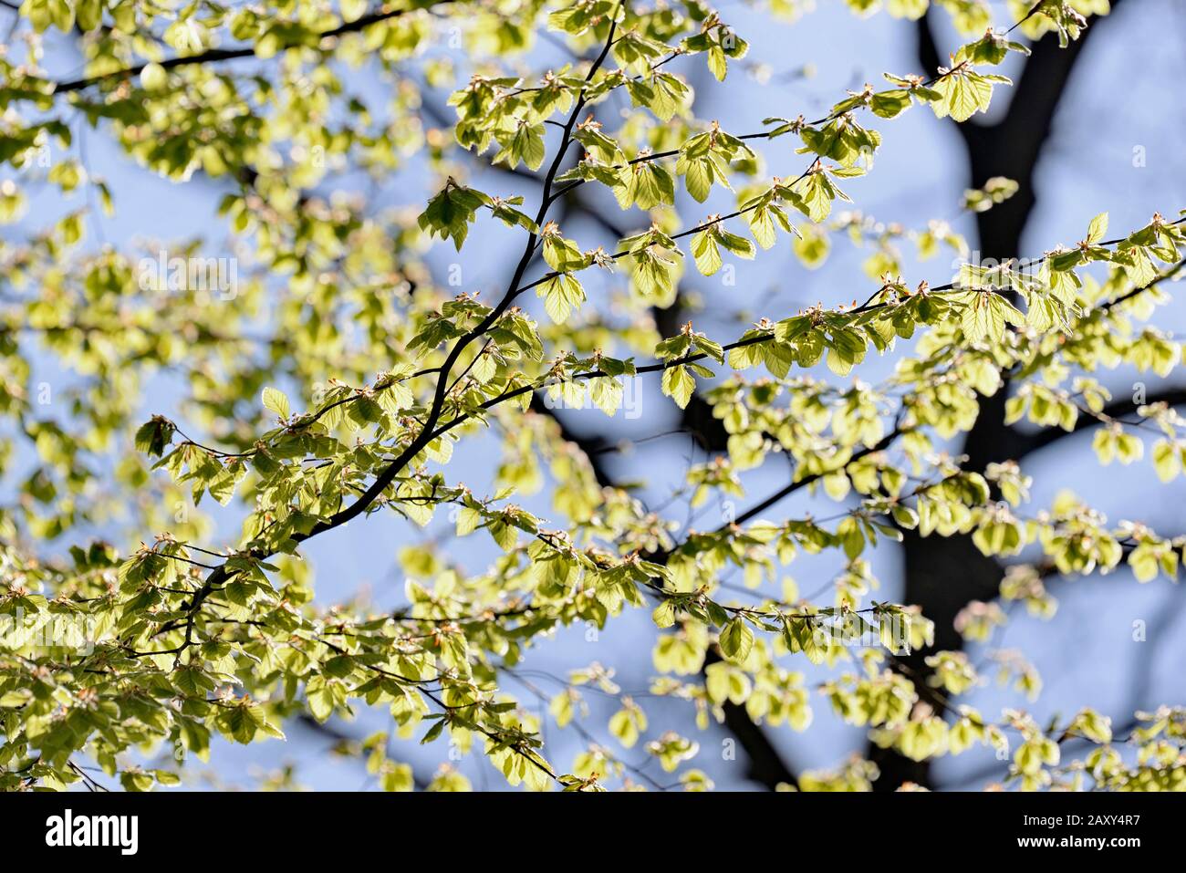 Gewöhnliche Buche (Fagus sylvatica), Ast mit frischen Blattrosis, Nordrhein-Westfalen, Deutschland Stockfoto