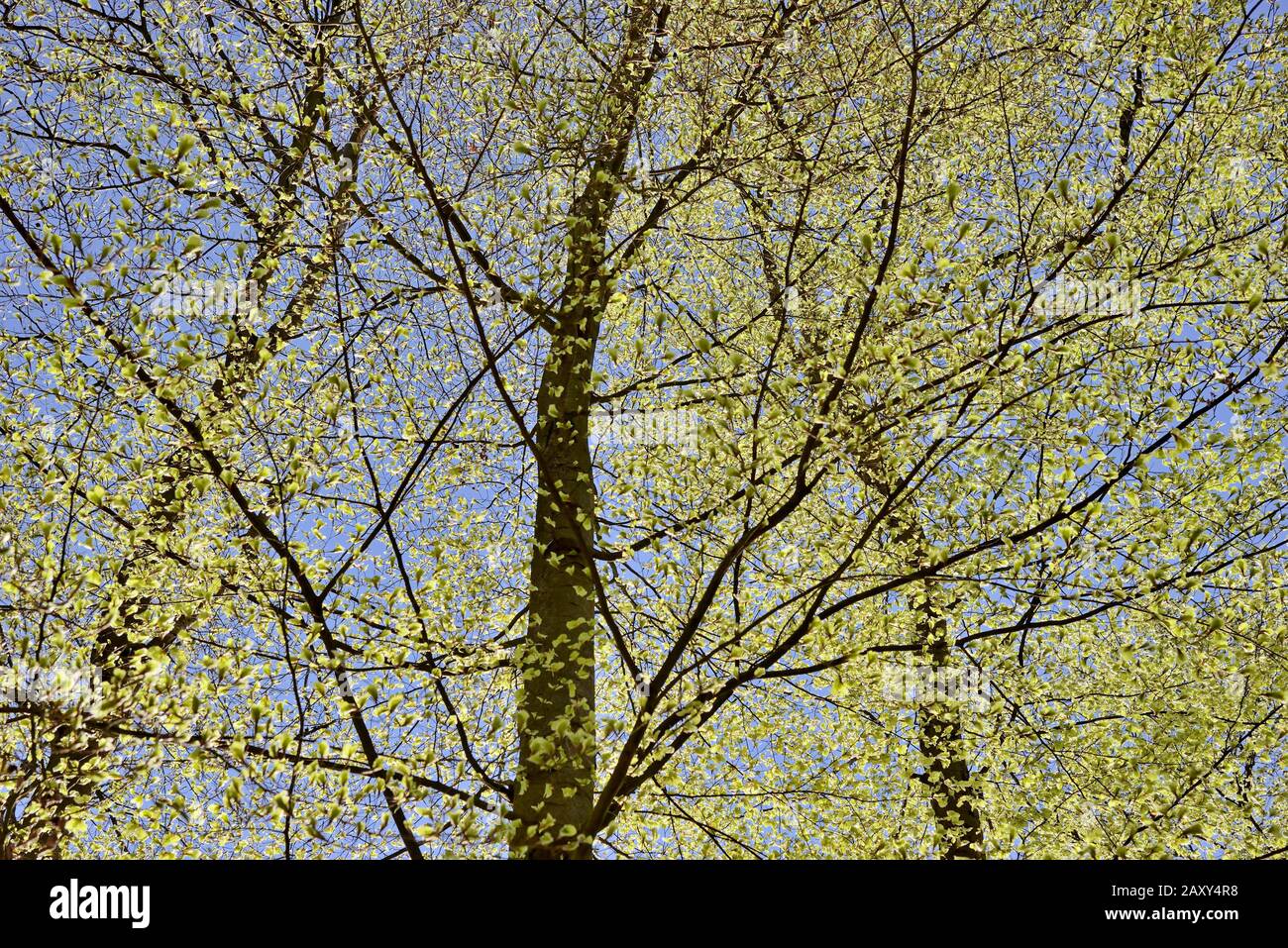 Gemeine buchen (Fagus sylvatica), Zweige mit frischen Blattroseln, Nordrhein-Westfalen, Deutschland Stockfoto