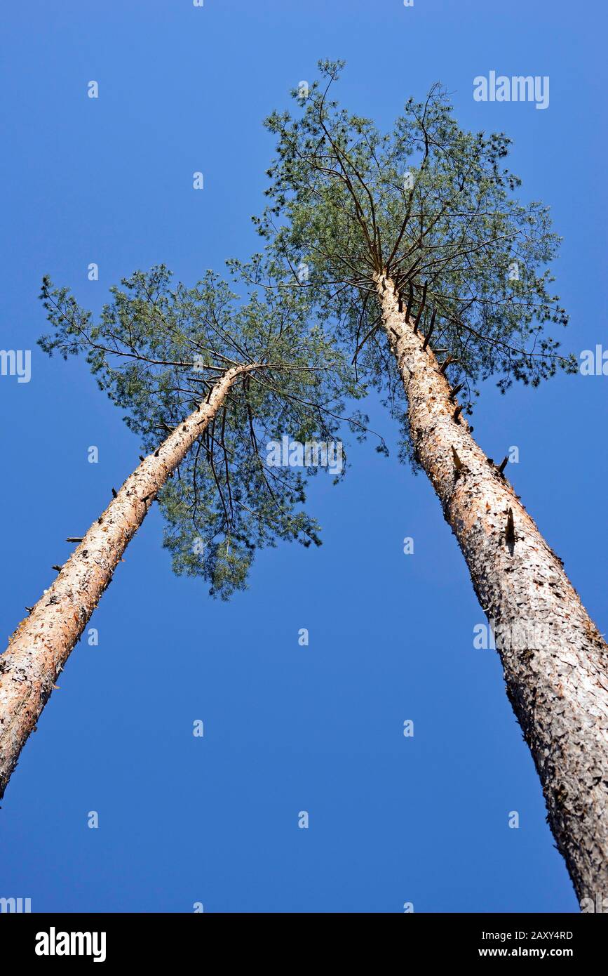 Pinien (Pinus), Blick in die Baumwipfel, blauer Himmel, Nordrhein-Westfalen, Deutschland Stockfoto