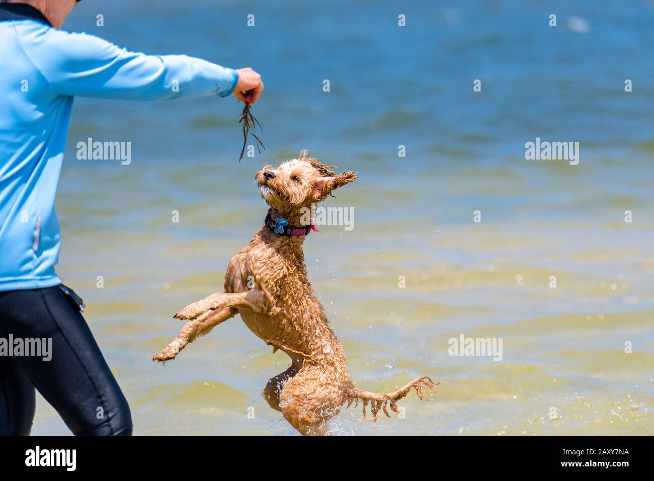 Ein Puppenstoß, der mit seinem Besitzer am Strand spielt. Der Hund springt in die Luft, um Algen zu fangen, die sein Besitzer hält Stockfoto
