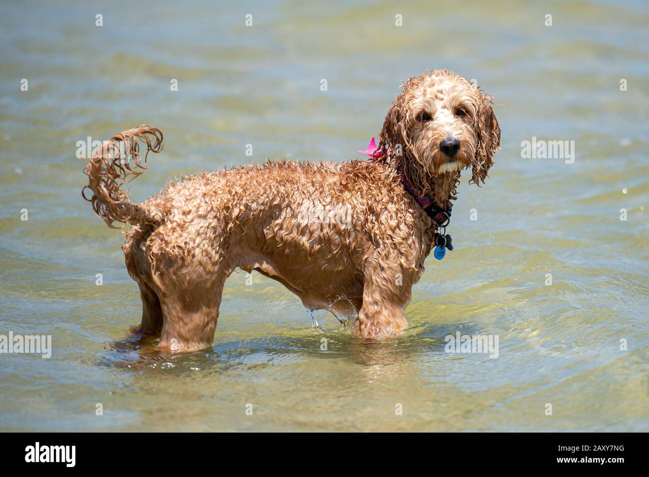 Ein Puppenstoß am Strand zeigt den nassen Hundeaussehen. Stockfoto