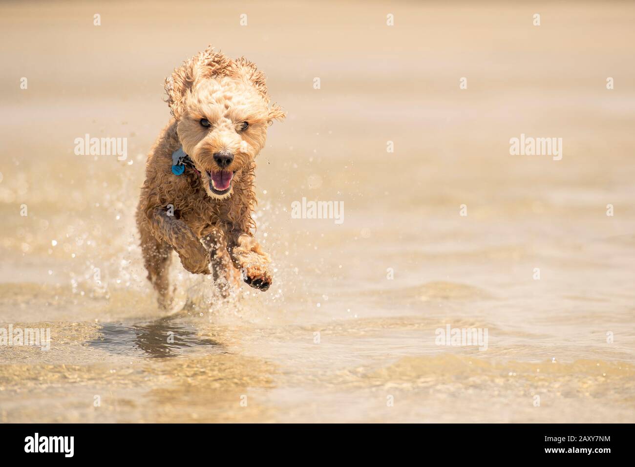 Ein Puppenstoß, der am Strand in Queensland, Australien, durch das Wasser auf dem Sand läuft Stockfoto