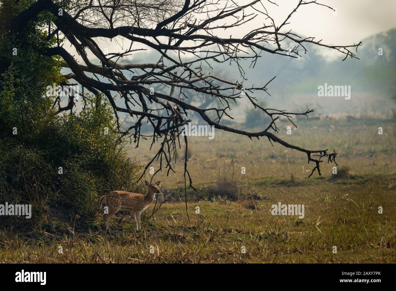 Gefleckter Hirsch oder Chital oder Cheetal oder Achsenachse ein Ampfer in schöner Landschaft im keoladeo-nationalpark oder Vogelschutzgebiet, bharatpur, indien Stockfoto