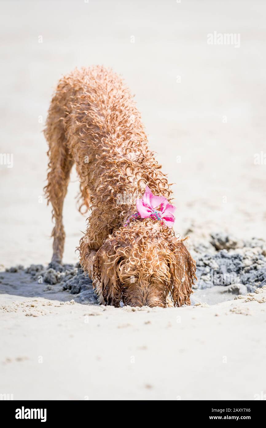 Ein Puppenstoß, der am Strand spielt und ein Loch im Sand gräbt Stockfoto