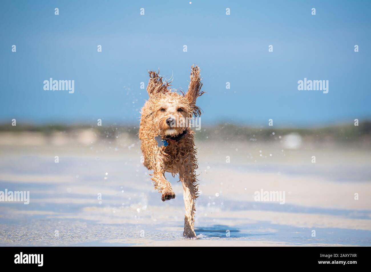 Ein Puppenstoß, der am Strand in Queensland, Australien, durch das Wasser auf dem Sand läuft Stockfoto