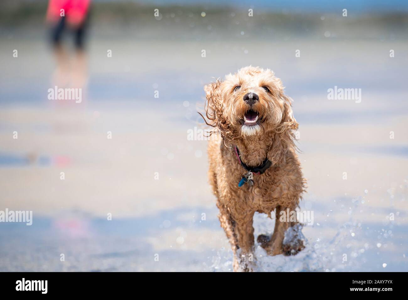 Ein Puppenstoß, der am Strand in Queensland, Australien, durch das Wasser auf dem Sand läuft Stockfoto