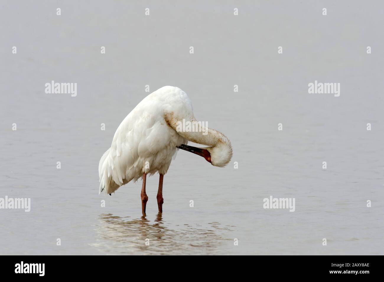 Sibirischer Kranich (Leucogeranus leucogeranus) preening auf der Wuxing Farm, Nanchang im Poyang-Seebecken im ostmittelchinesischen Stockfoto