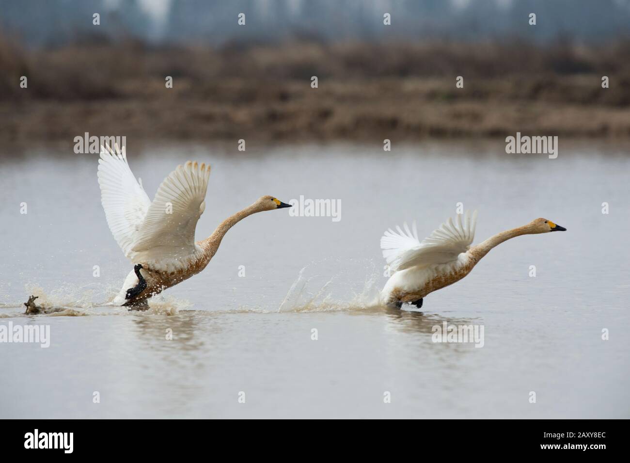 Whooper Swans (Cygnus cygnus), die vom See auf der Wuxing Farm, Wuxing Nonchang, Poyang Lake Basin, Ostmittelchina, abfahren Stockfoto