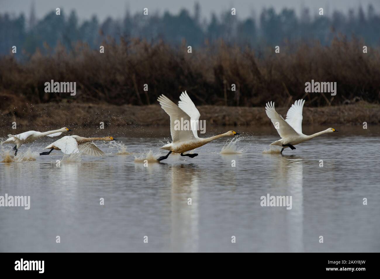 Whooper Swans (Cygnus cygnus), die vom See auf der Wuxing Farm, Wuxing Nonchang, Poyang Lake Basin, Ostmittelchina, abfahren Stockfoto