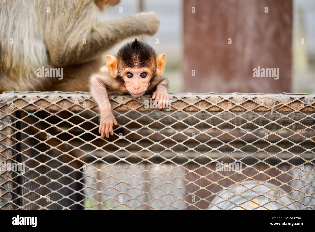 Lange Makque in Phra Prang Sam Yot (Monkey Temple), Lopburi, Thailand Stockfoto