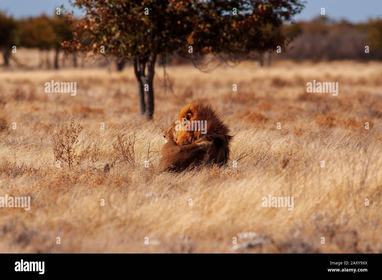 Lion (Panthera leo) in der Nähe des Springbokvlakte Waterhole, Etosha National Park, Namibia Stockfoto