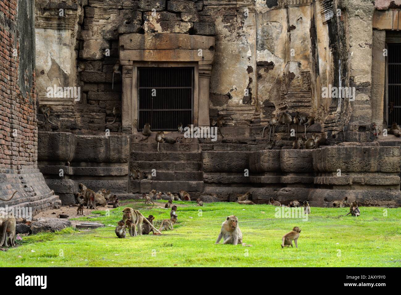 Lange Makque in Phra Prang Sam Yot (Monkey Temple), Lopburi, Thailand Stockfoto