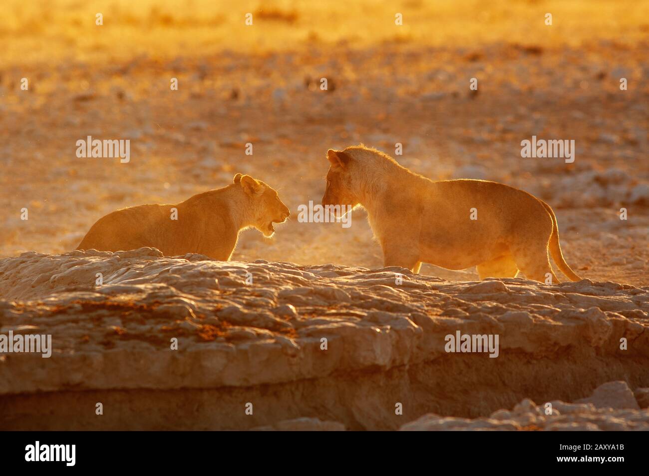 Löwenjungen (Panthera leo) spielen bei Sonnenaufgang, Gemsbokvlakte Waterhole, Etosha National Park, Namibia Stockfoto