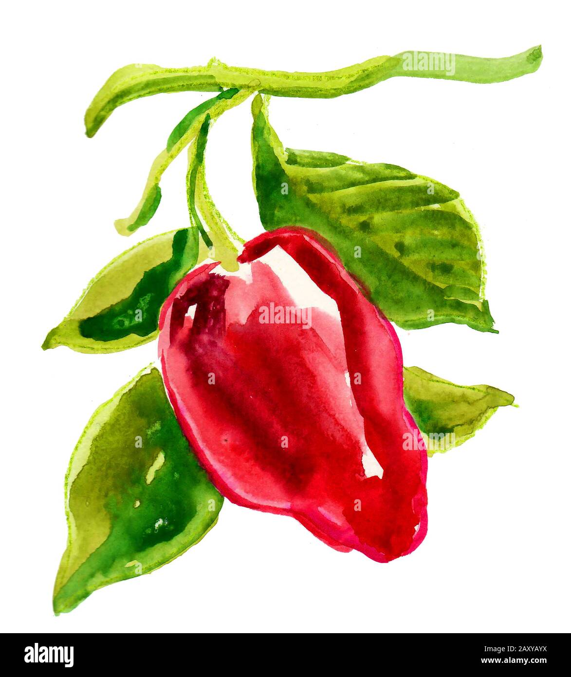 Wasserfarbengemälde mit rotem Pfeffer und Gemüse Stockfoto