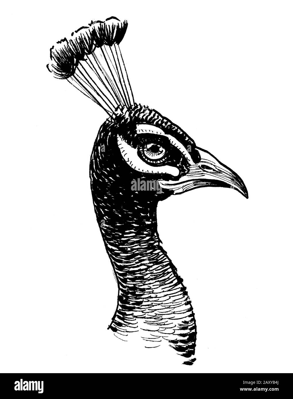 Pfauenkopf. Schwarz-weiße Tinte Stockfoto