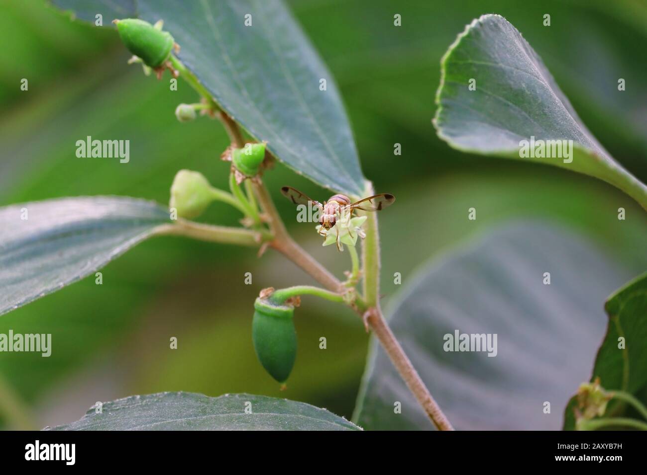 Nahaufnahme eines weiblichen Wespeninsekts, das in der Frühlingssaison auf der weißen Frühlingsblume der Beerenpflanze ruht, Konzept für die Frühlingssaison, Wespensektenbild Stockfoto