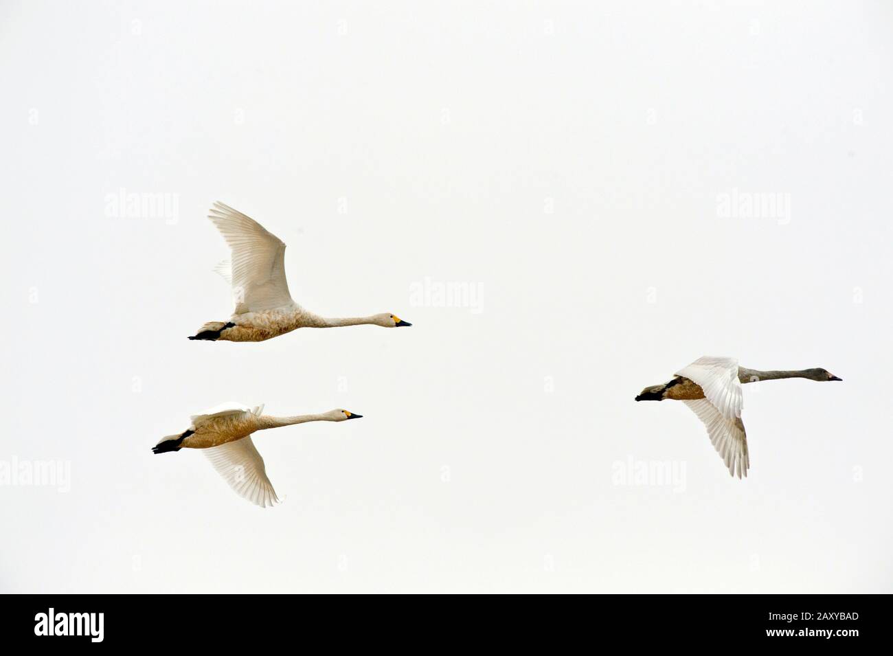 Flock von whooper Schwänen, die über die Wuxing Farm fliegen, Nonchang im Poyang Lake Basin im ostzentralen China Stockfoto