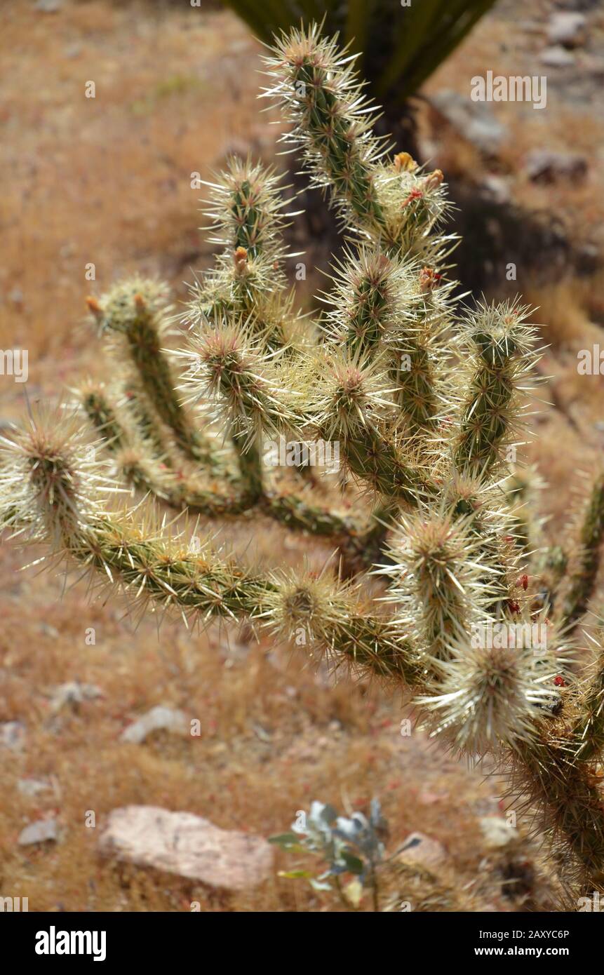 Kaktus in der Wüste von Arizona Stockfoto