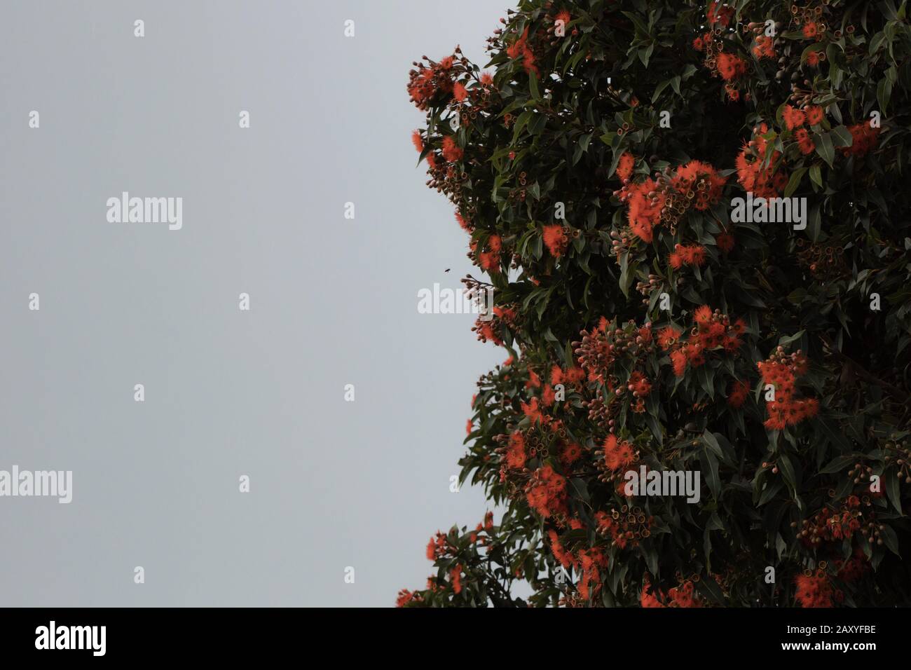 Farbfoto von Eukalyptusbaum mit roten Blumen, die von einer Biene besucht werden Stockfoto