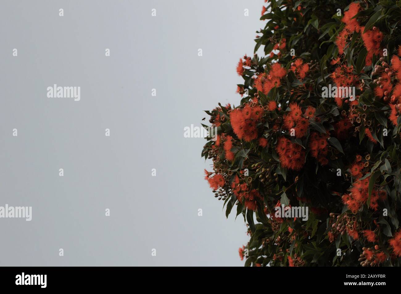 Farbfoto von Eukalyptusbaum mit roten Blumen, die von einer Biene besucht werden Stockfoto