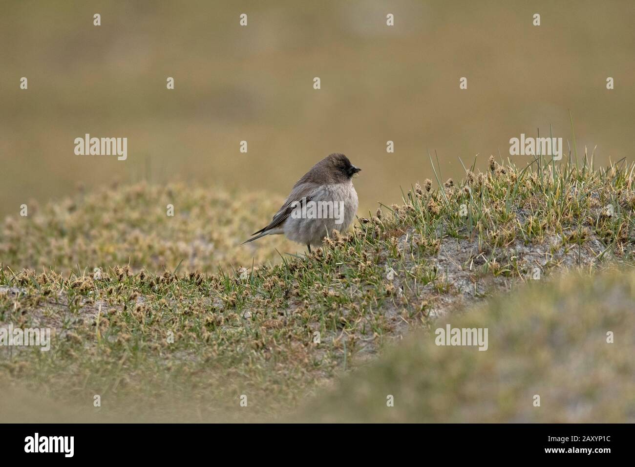 Brandts Bergfinch, Leucosticte brandti, Ladakh, Jammu und Kashmir, Indien Stockfoto