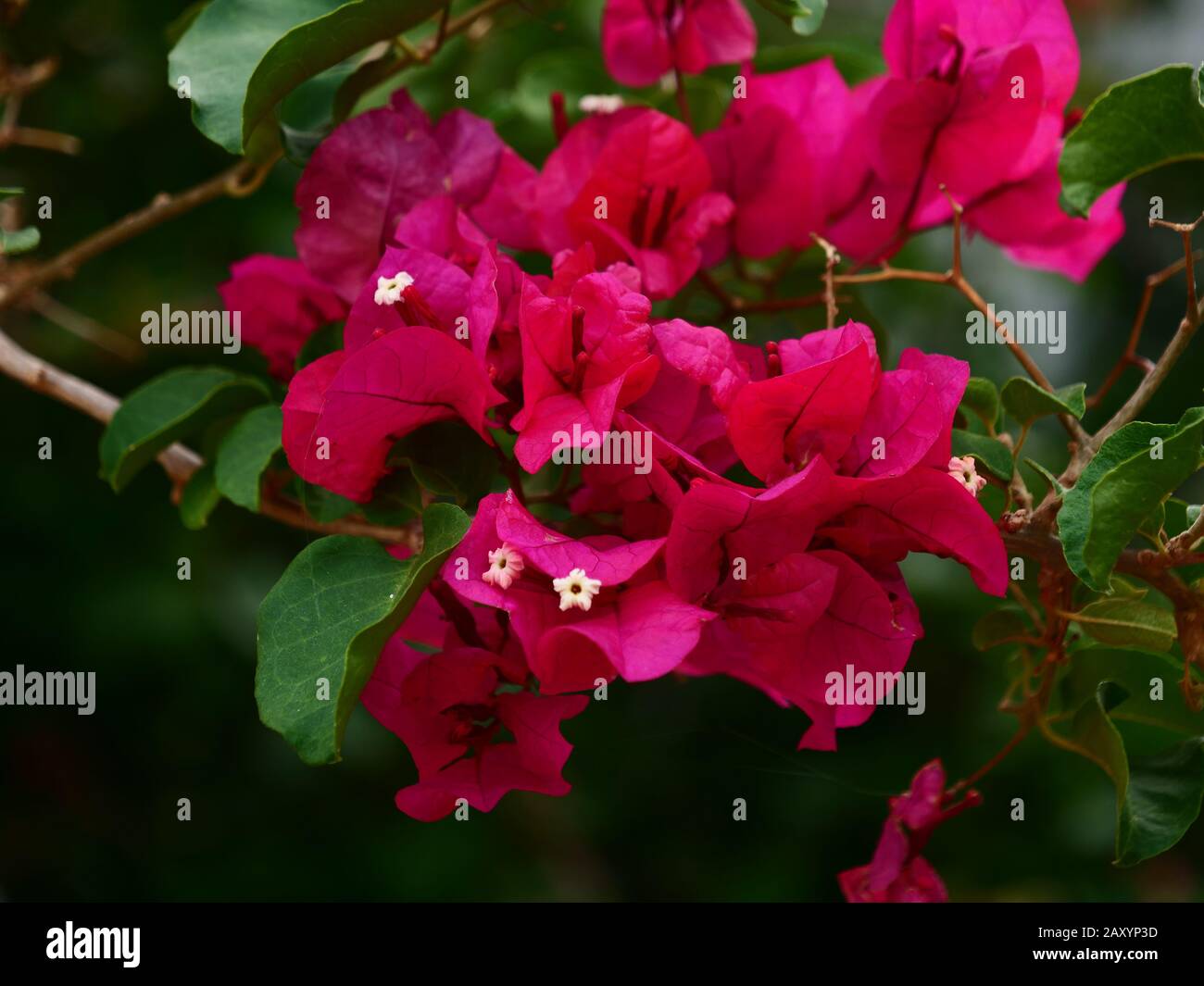 Nahaufnahme der roten Bougainvillea-Blume in Perth, Western Australia. Stockfoto