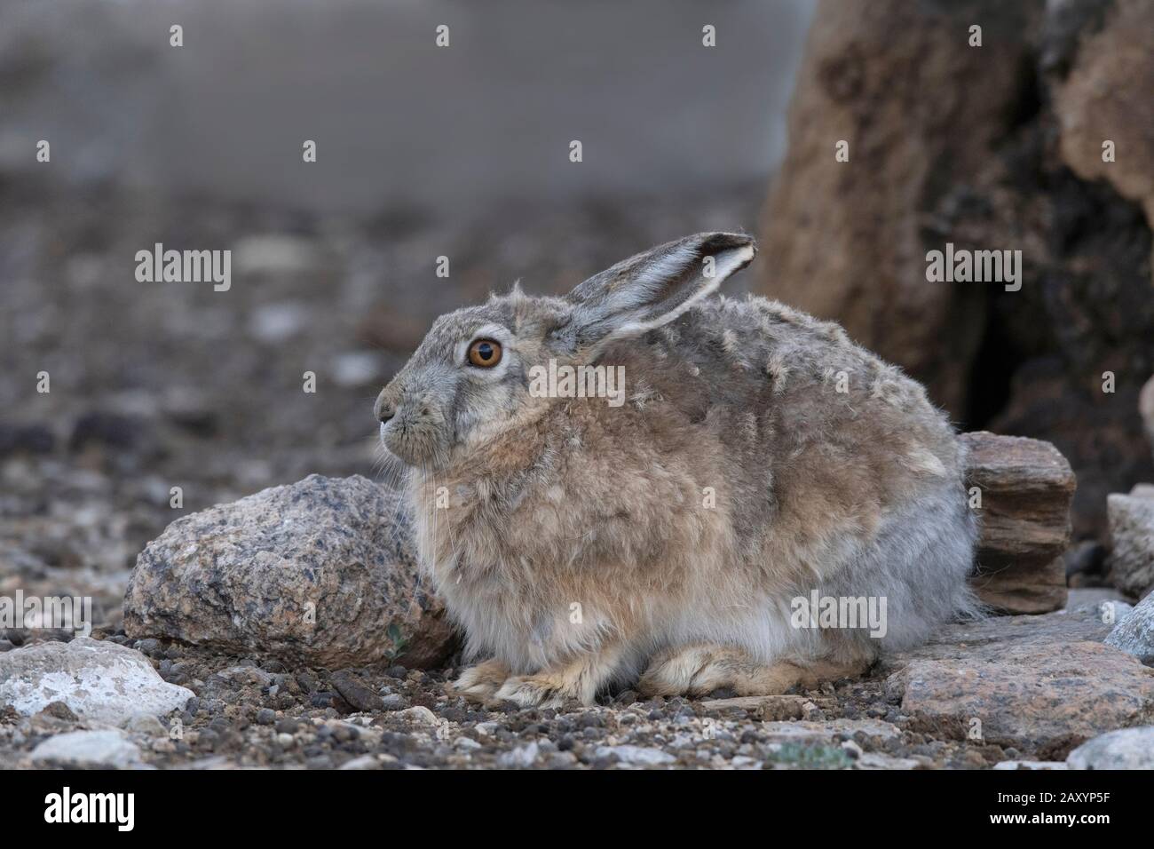 Wolliger Hase, Lepus oiostolus, Ladakh, Jammu und Kashmir, Indien Stockfoto