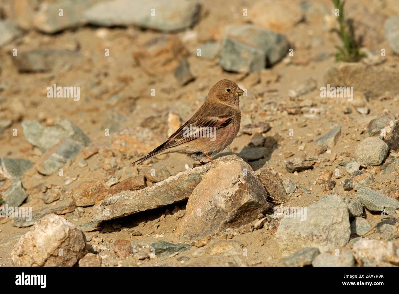 Mongolischer Finkenmann, Eremopsaltria mongolica, Ladakh, Indien Stockfoto