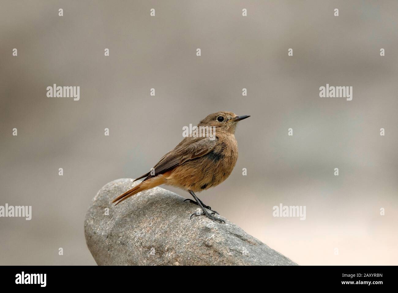 Schwarzer Redstart Juv, Phönikurus ochruros, Ladakh, Indien Stockfoto