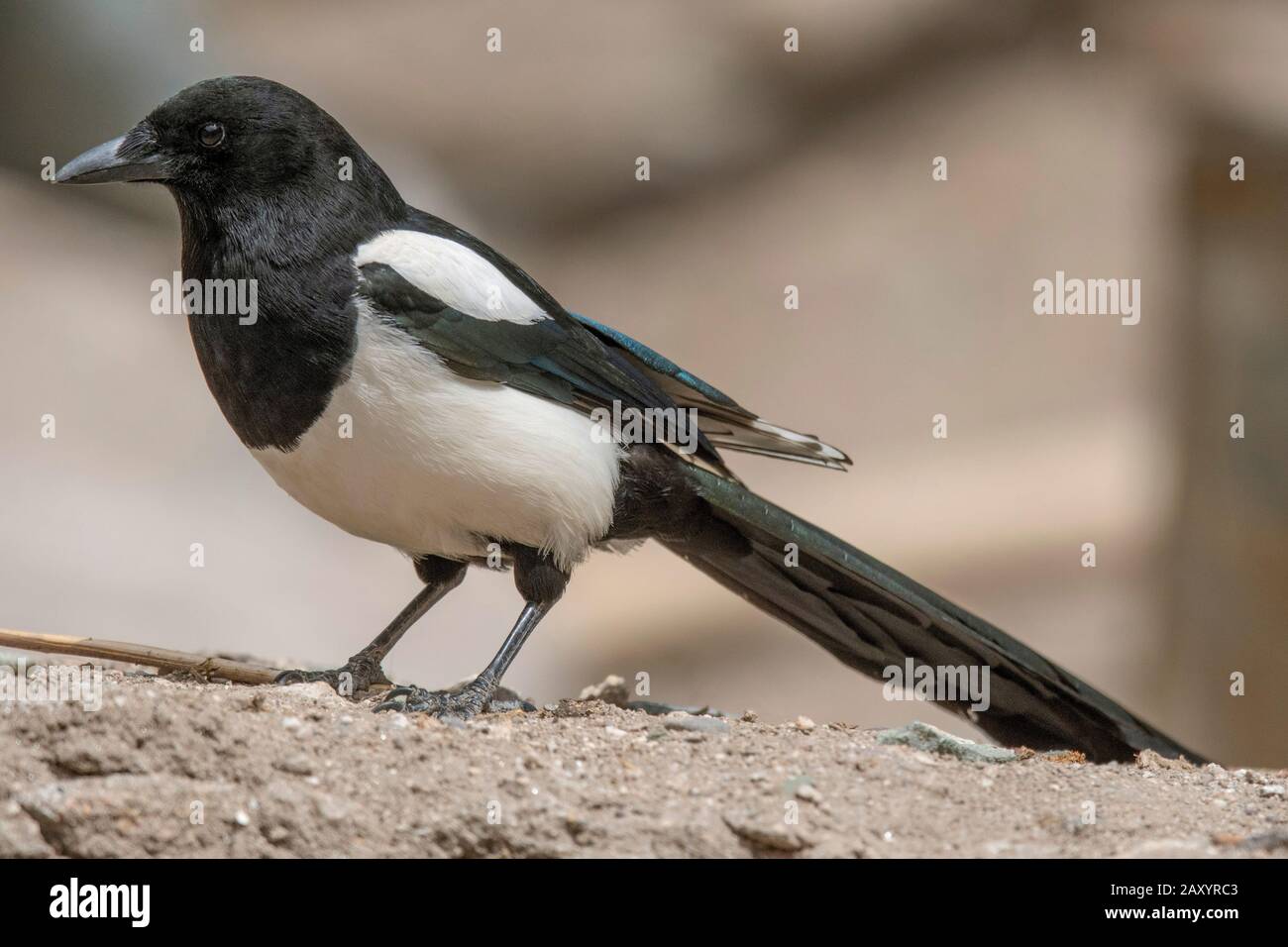 Eurasischer Magpie oder gewöhnlicher Magpie, Pica pica, Ladakh, Indien Stockfoto