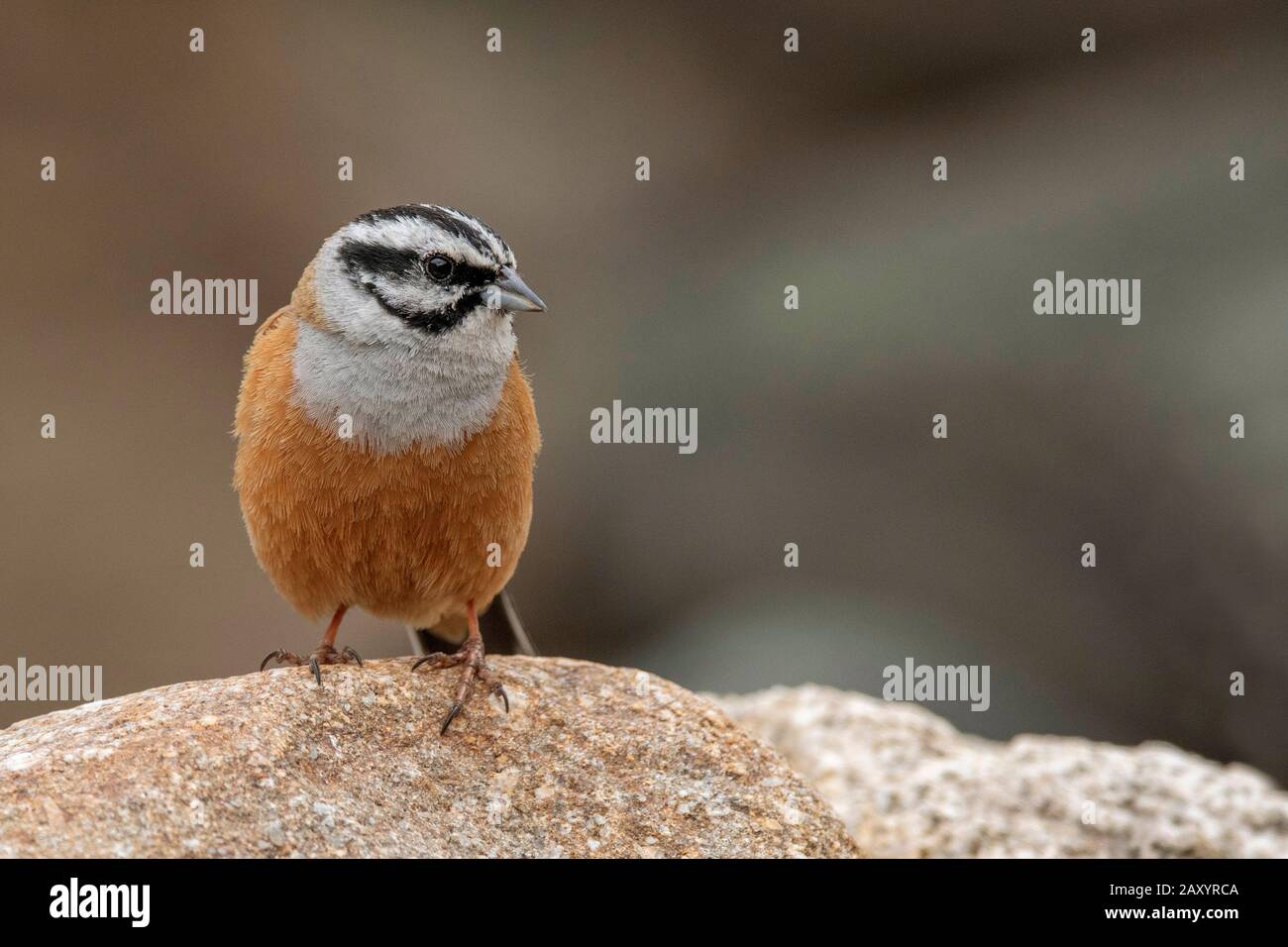 Rock Bunting, Emberiza cia, Ladakh, Indien Stockfoto