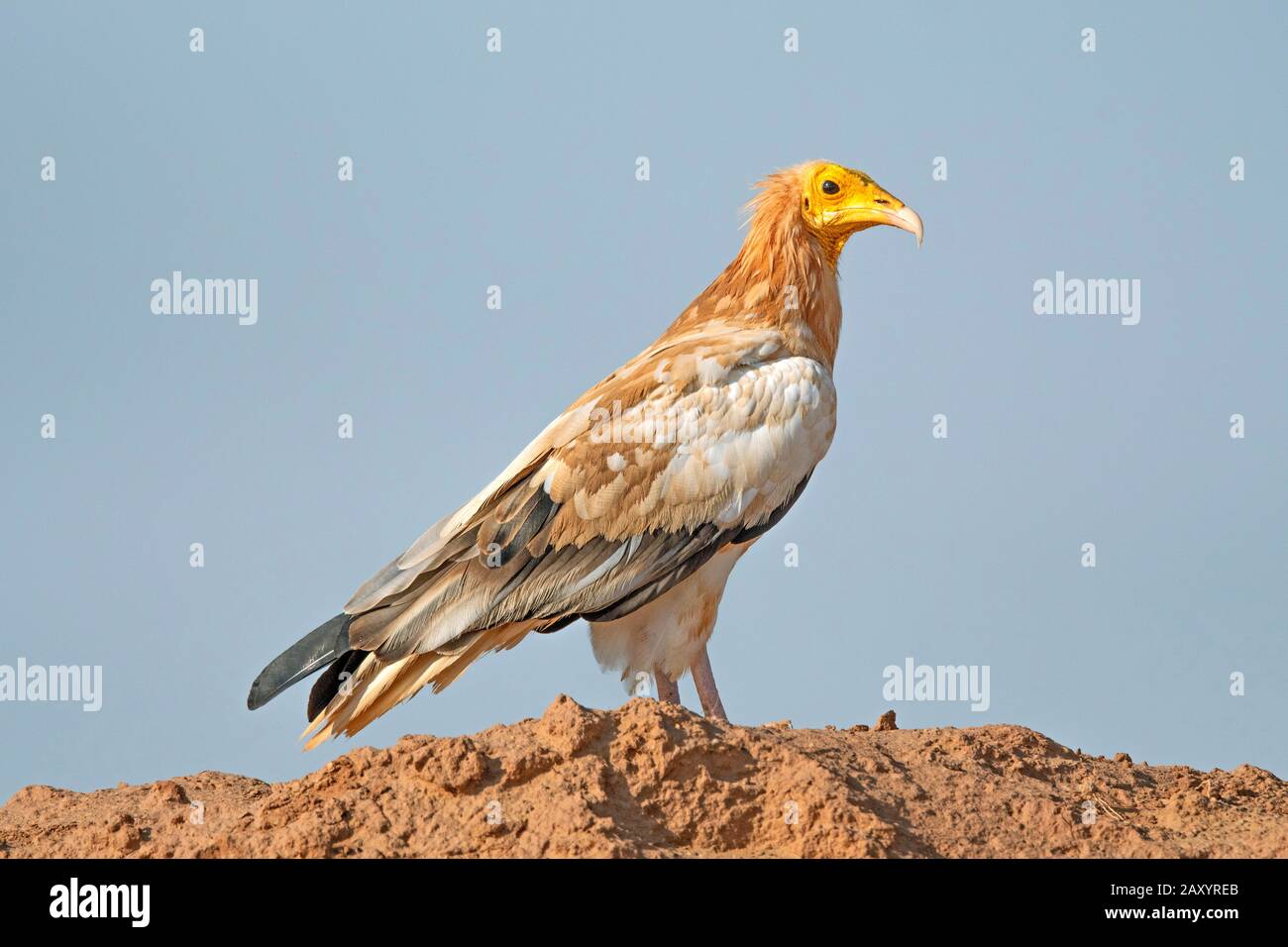 Ägyptischer Geier, Neophron percnopterus, Desert National Park, Rajasthan, Indien Stockfoto