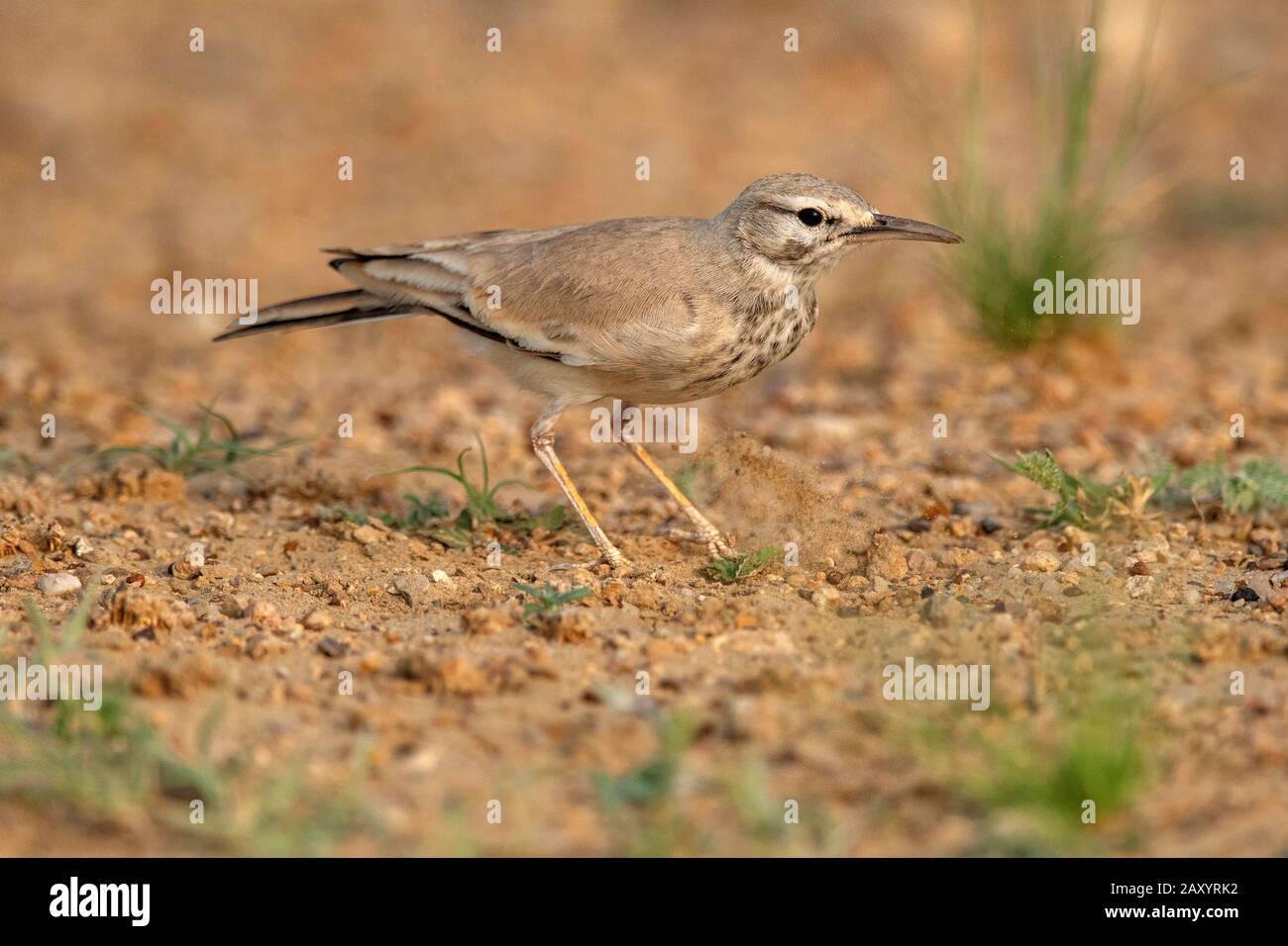 Größere Hoopoe-Lark, Alaemon alaudipes, Desert National Park, Rajasthan, Indien Stockfoto