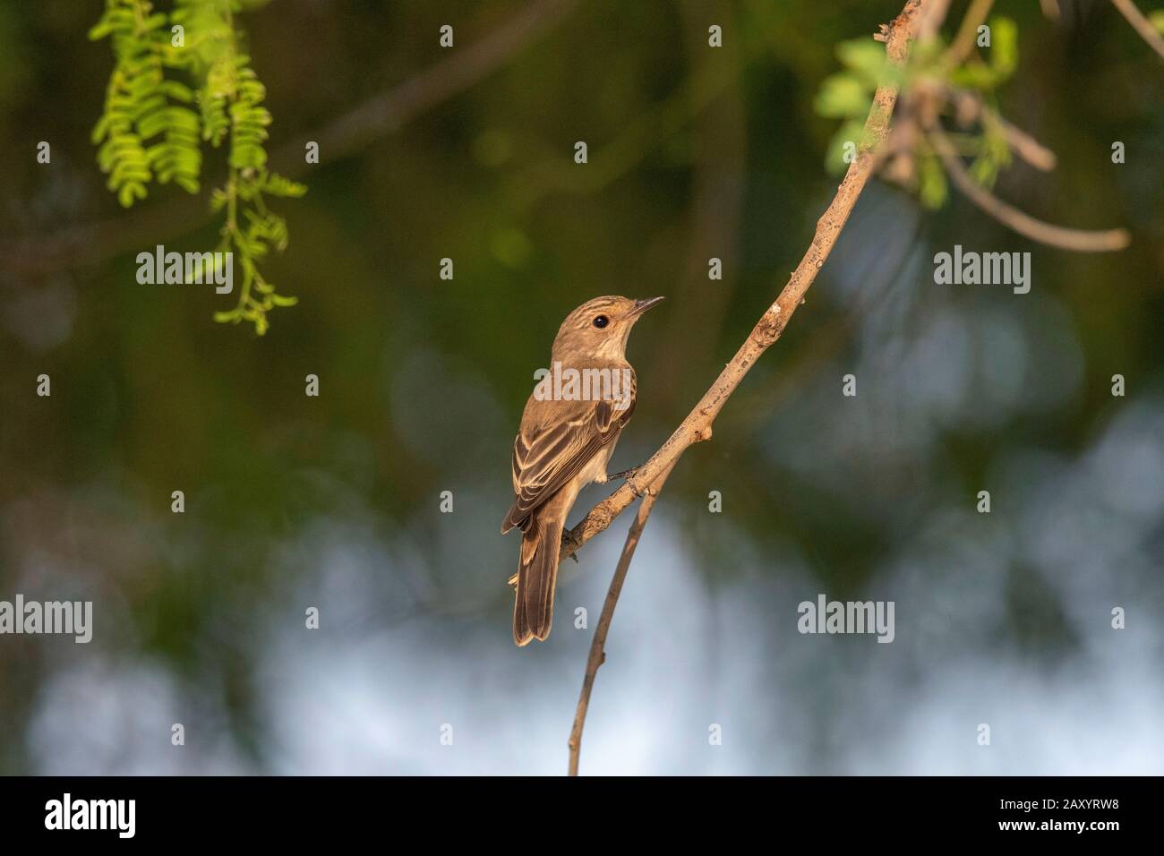 Gefleckter Flycatcher, Muscicapa Striata, Desert National Park, Rajasthan, Indien Stockfoto