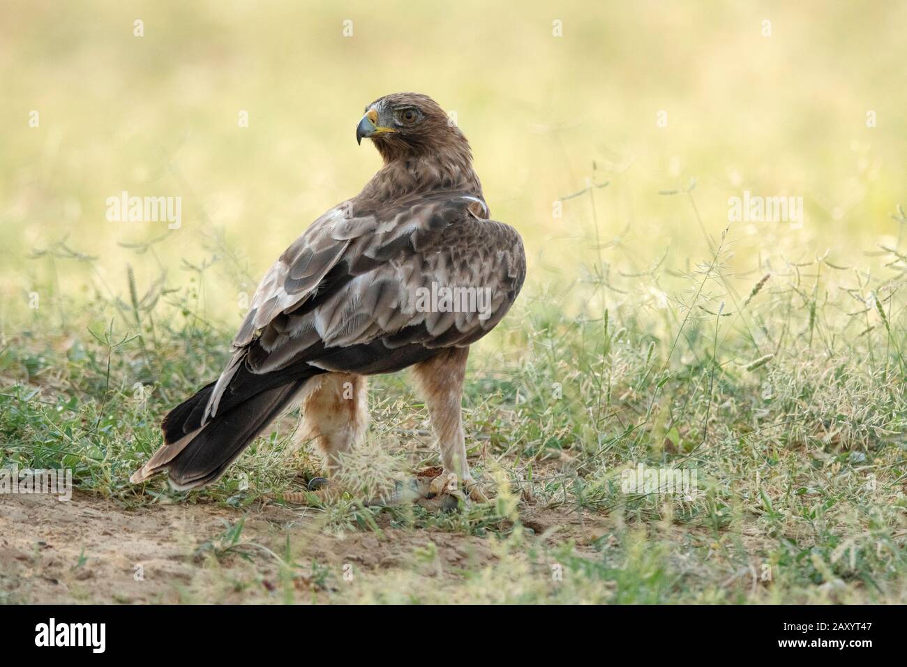 Booted Eagle, Dark-Morph, Hieraaetus pennatus, auch als Aquila pennata, Desert National Park, Rajasthan, Indien klassifiziert Stockfoto