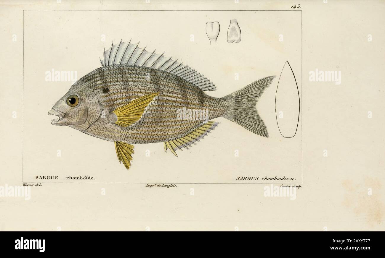 Sargus (Sargue) von der Histoire naturelle des poissons (Naturgeschichte der Fische) ist eine 22-bändige Behandlung der Ichthyologie, die von dem französischen Savanten Georges Cuvier (1769-1832) und seinem Schüler und Nachfolger Achille Valenciennen (1794-1865) in den Jahren 1828-1849 veröffentlicht wurde. Stockfoto