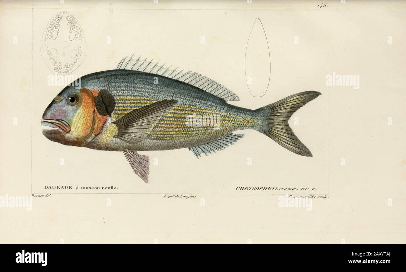 Chrysophrys von der Histoire naturelle des poissons (Naturgeschichte der Fische) ist eine 22-bändige Behandlung der Ichthyologie, die von dem französischen Savanten Georges Cuvier (1769-1832) und seinem Schüler und Nachfolger Achille Valenciennen (1794-1865) in den Jahren 1828-1849 veröffentlicht wurde. Stockfoto