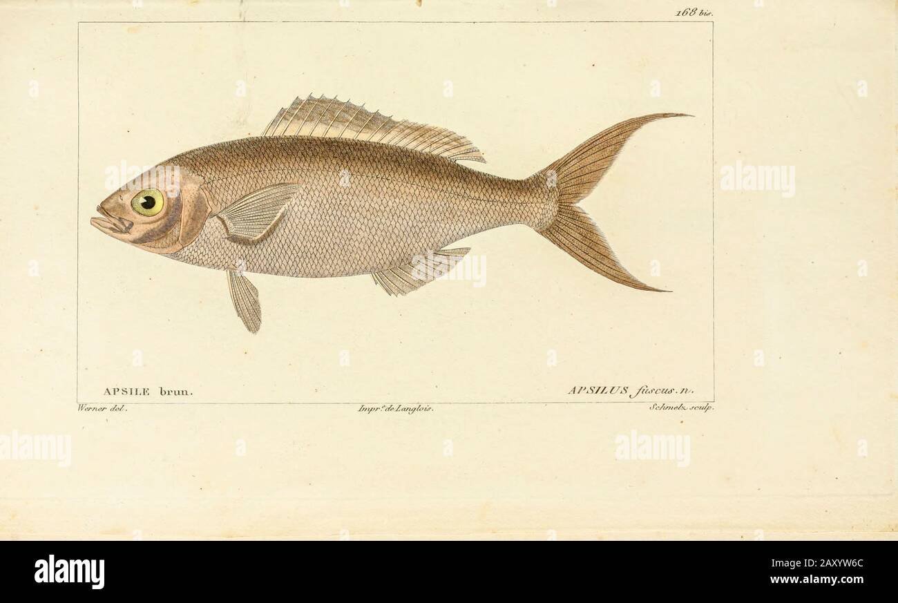 Apsilus von der Histoire naturelle des poissons (Naturgeschichte des Fischs) ist eine 22-bändige Behandlung der Ichthyologie, die von dem französischen Savanten Georges Cuvier (1979-1832) und seinem Schüler und Nachfolger Achille Valenciennen (1794-1865) in den Jahren 1828-1849 veröffentlicht wurde. Stockfoto