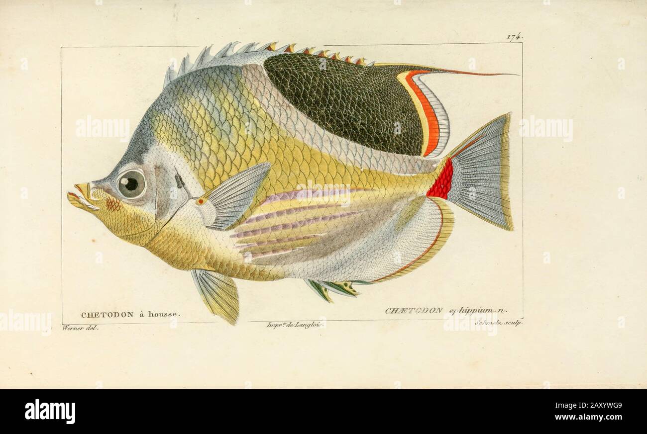 Chaetodon von der Histoire naturelle des poissons (Naturgeschichte des Fischs) ist eine 22-bändige Behandlung der Ichthyologie, die von dem französischen Savanten Georges Cuvier (1979-1832) und seinem Schüler und Nachfolger Achille Valenciennen (1794-1865) in den Jahren 1828-1849 veröffentlicht wurde. Stockfoto
