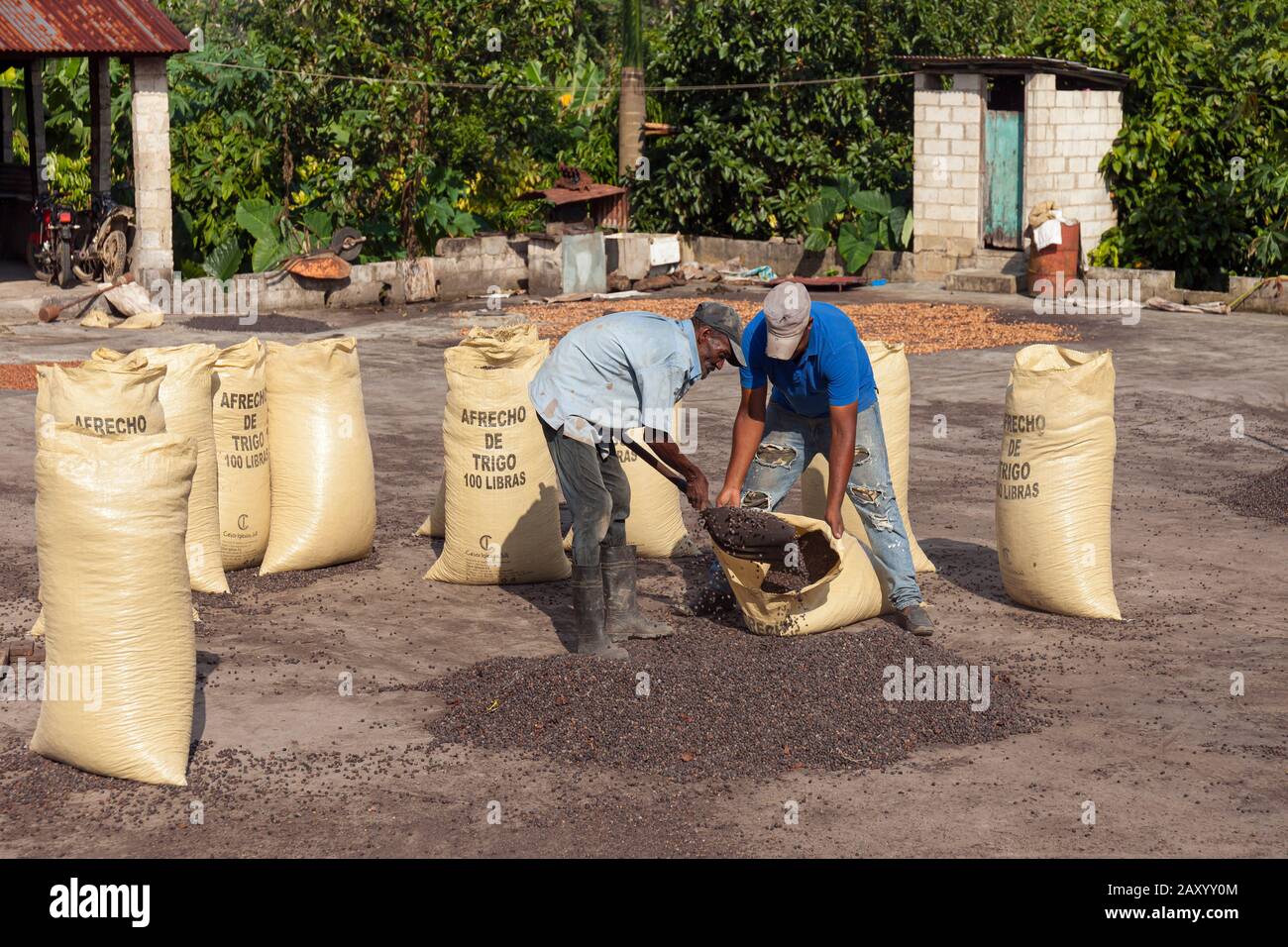 Arbeiter, die getrocknete Kaffeebohnen in Säcke laden, Dominikanische Republik. Stockfoto