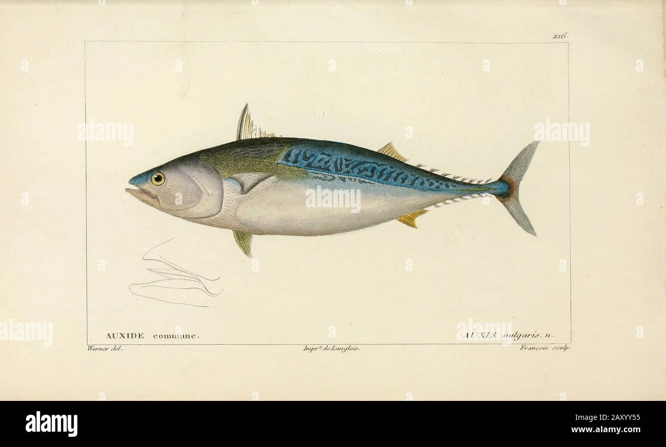 Auxis from Histoire naturelle des poissons (Naturgeschichte des Fischs) ist eine 22-bändige Behandlung der Ichthyologie, die von dem französischen Savanten Georges Cuvier (1979-1832) und seinem Schüler und Nachfolger Achille Valenciennen (1794-1865) in den Jahren 1828-1849 veröffentlicht wurde. Stockfoto