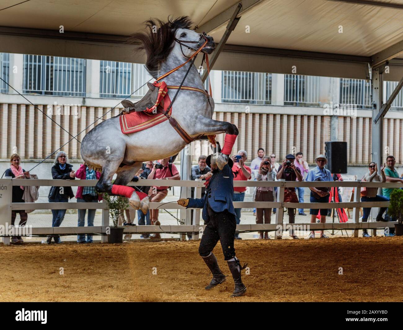 Verschiedene Pferdeveranstaltungen finden statt, darunter die Pferdedisziplin auf der jährlichen Pferderennausstellung Jerez (Feria de Caballo), Jerez de la Frontera, Andalusien, Spanien Stockfoto
