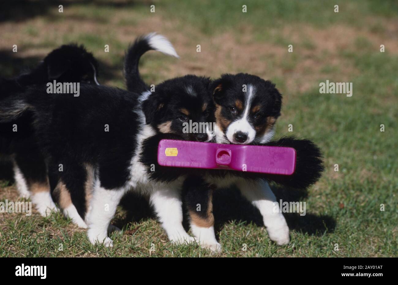 Australischer Schäferhund X Border Collie Stockfotos und -bilder Kaufen -  Alamy