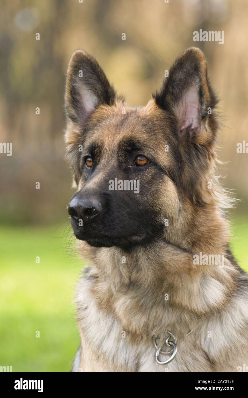 Deutscher Schäferhund, Deutscher Schäferhund, Hirtenhund, Hund, Hunde, Hundefotos Stockfoto