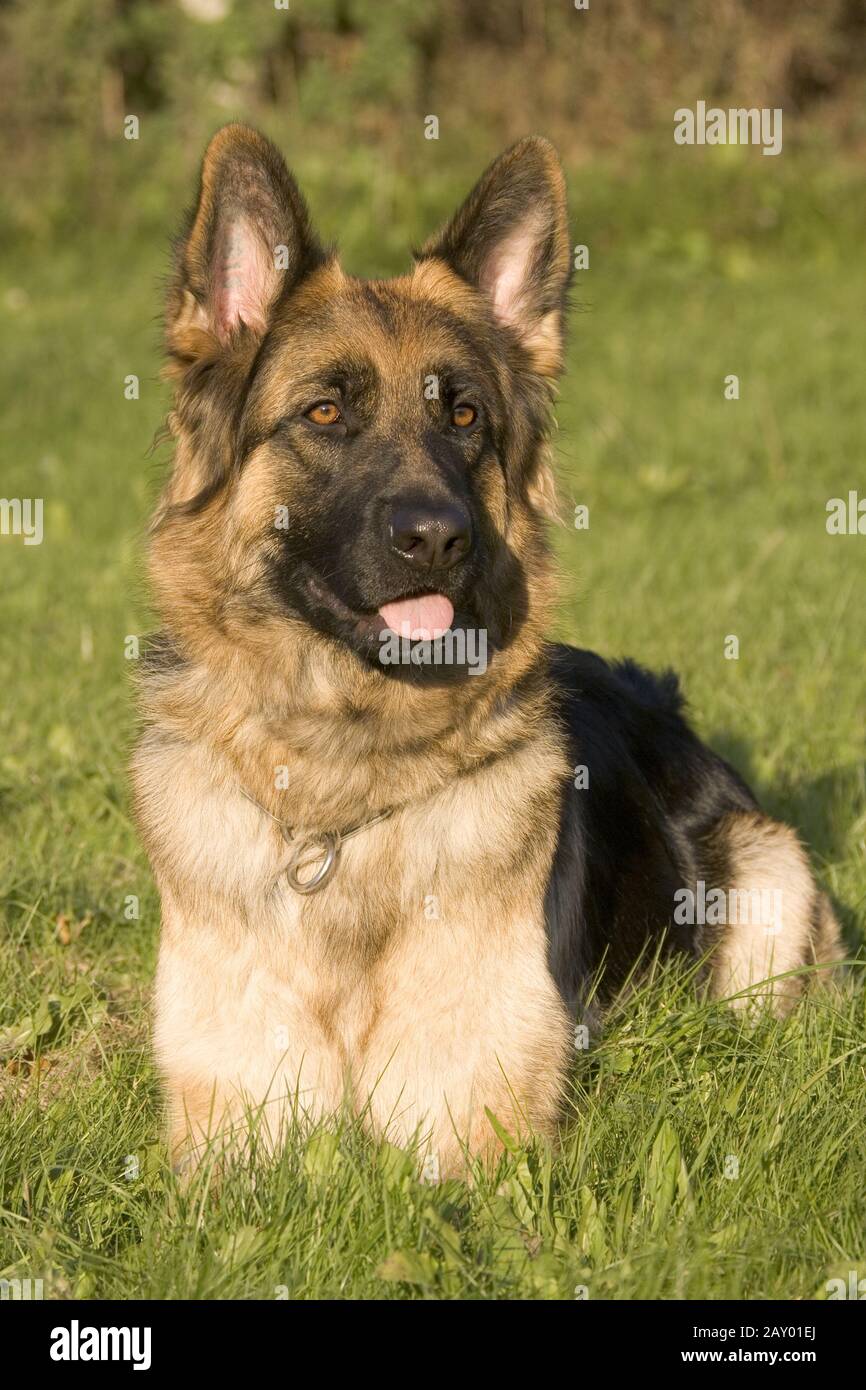 Deutscher Schäferhund, Deutscher Schäferhund, Hirtenhund, Hund, Hunde, Hundefotos Stockfoto