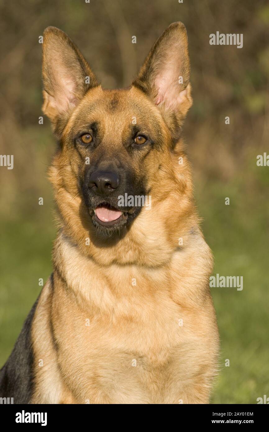Deutscher Schäferhund, Deutscher Schäferhund, Hirtenhund, Hund, Hunde, Hundefotos Stockfoto