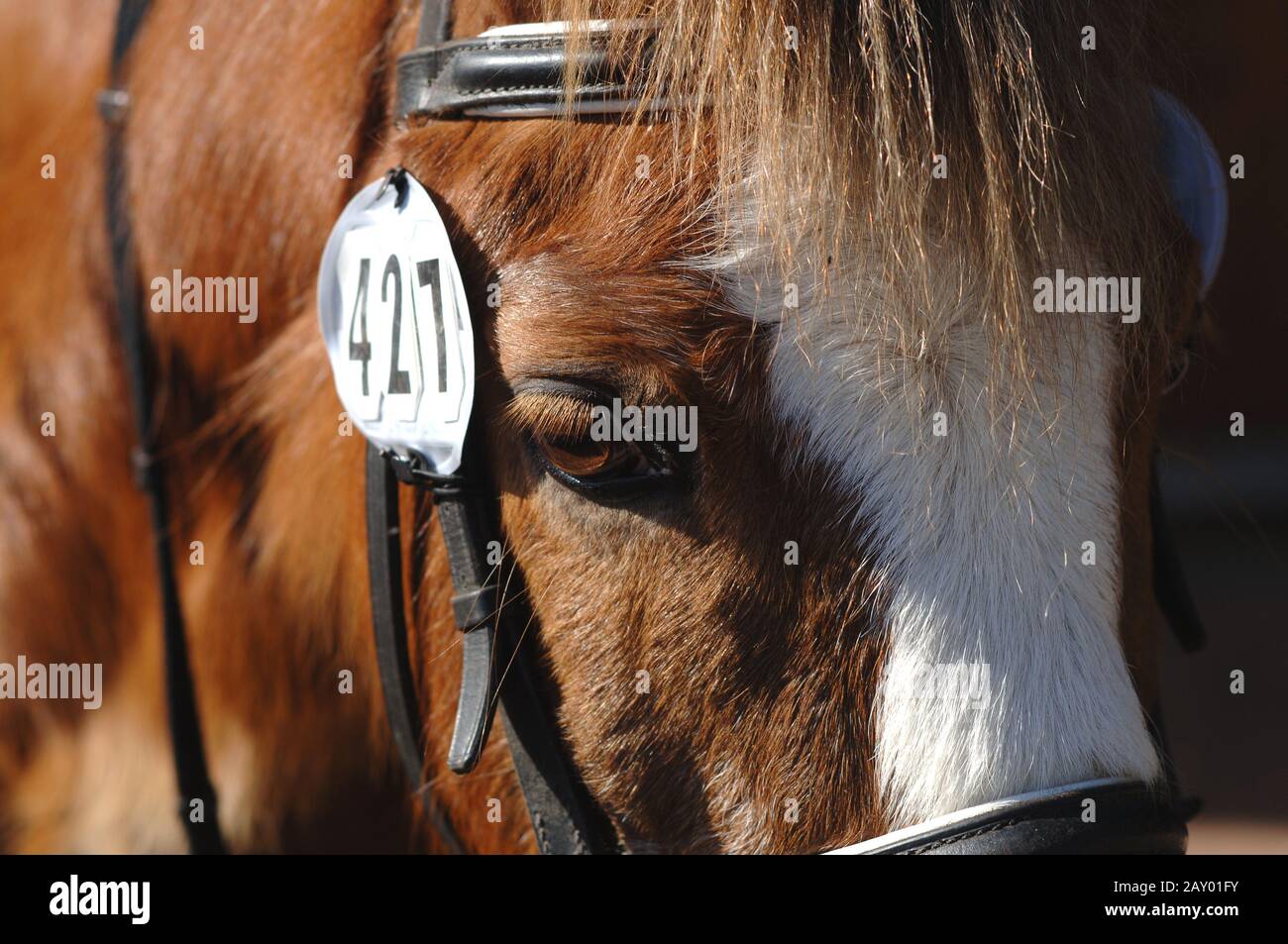 Pferd mit Startnummer, Detailansicht, Detail einer Horse Startnummer (Horserace) Stockfoto